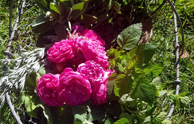 Juli - rosen