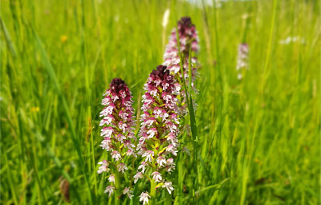 Juni - Orchideen