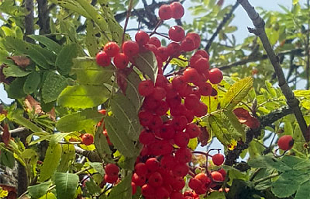August - Vogelbeeren