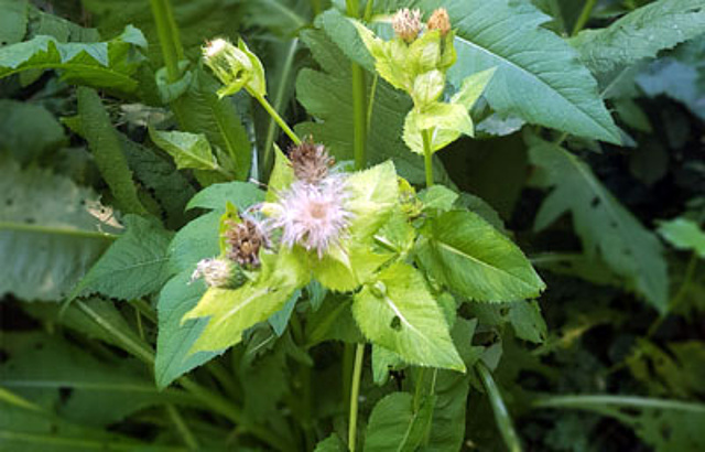 August - Kohldistel