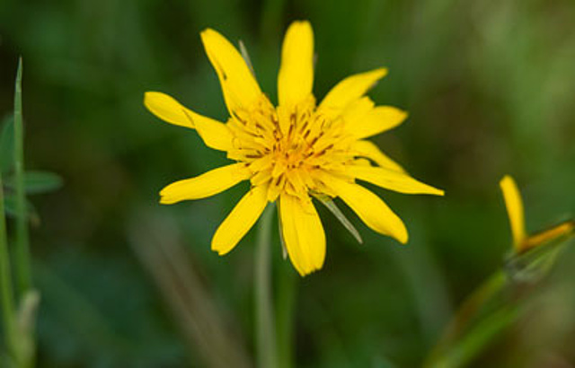 Mai - Wiesenbocksbart